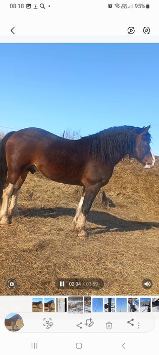 Продам жеребца возрост 7 лет