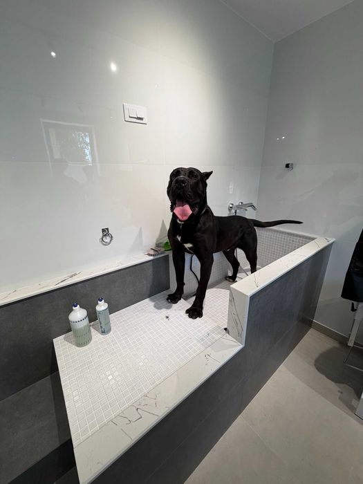 Frizerie canina Targoviste - salon DogSpa Beauty, programari online