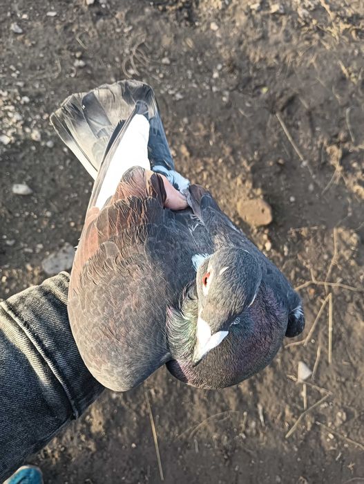 Vînd porumbei voiajori sănătoși