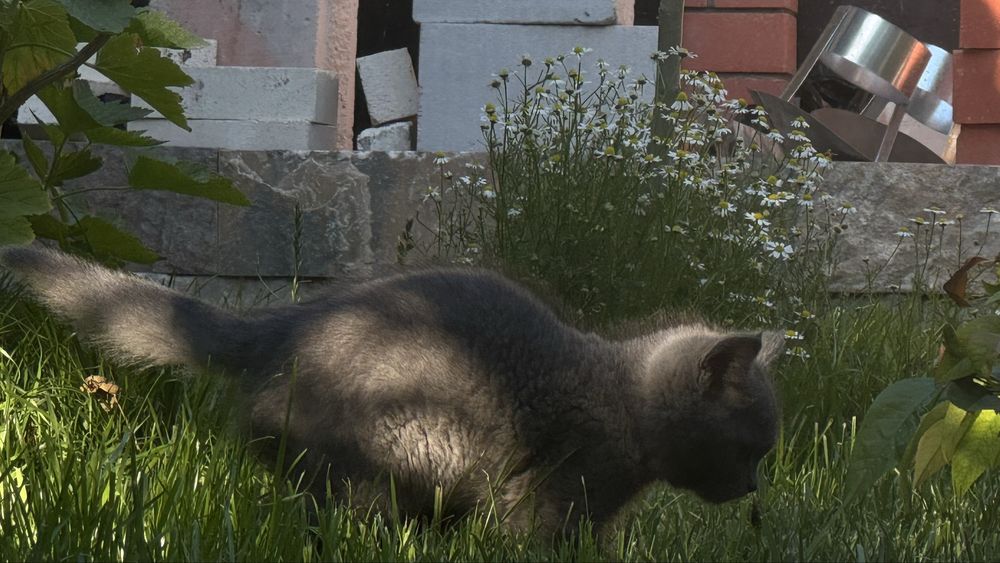 Котята 3 месяцев
