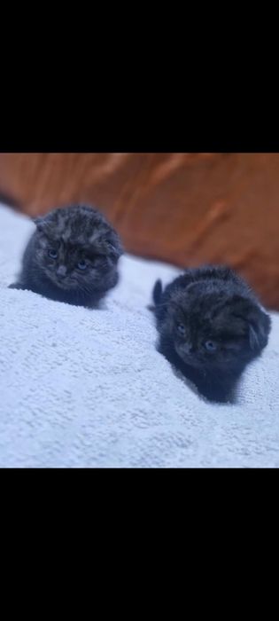 Вислоухие котята