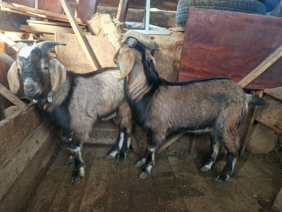 2 текешік сатылады