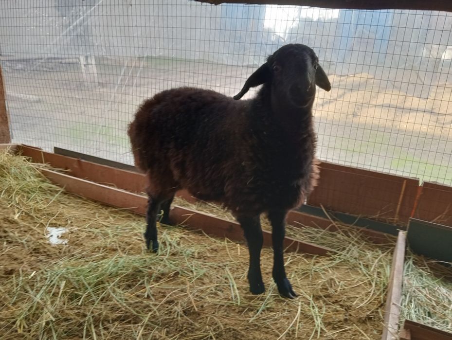 Turli xil pozitsiyalarda jinsiy aloqa fotosuratlari