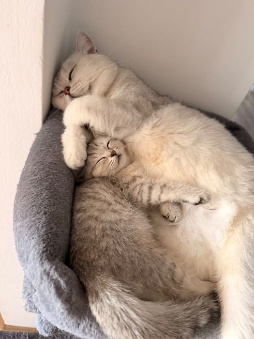 British shorthair Silver