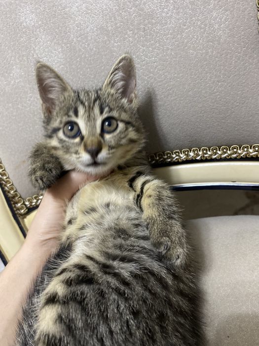 Кошечка отдам в хорошие руки