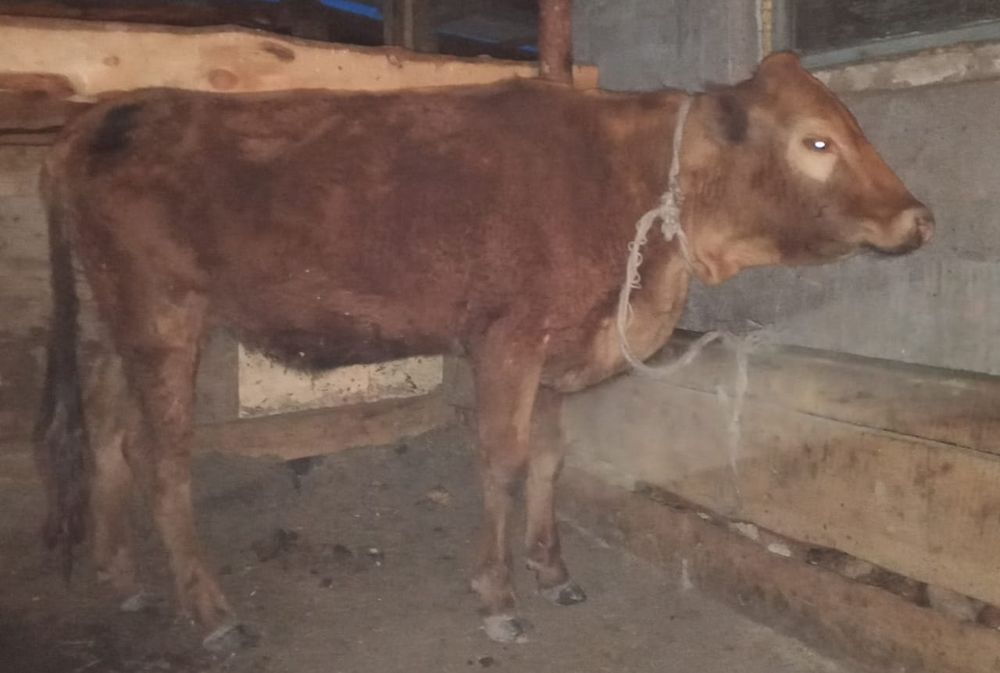 Сельхоз жывотные