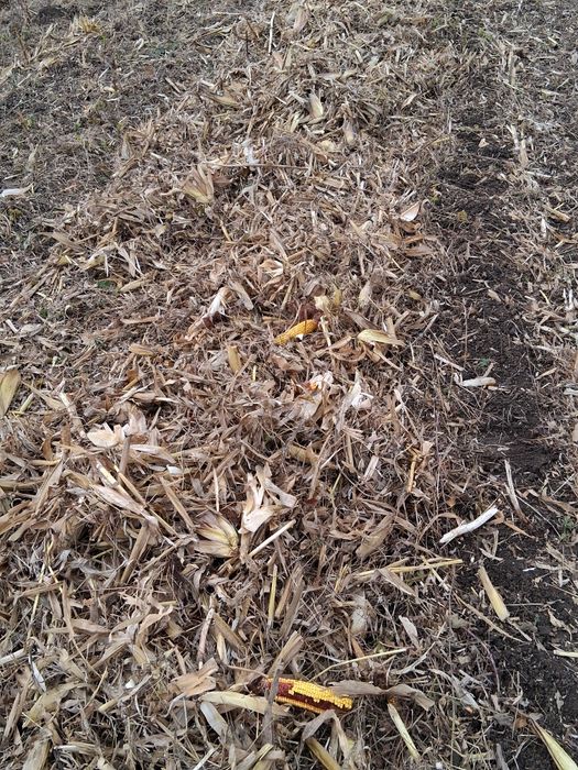 Vnd lucerna fin panusi paie