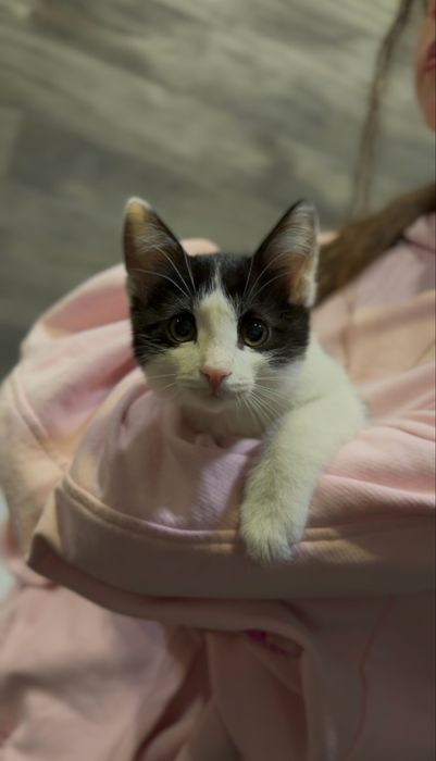 Котенок ,мальчик в добрые руки