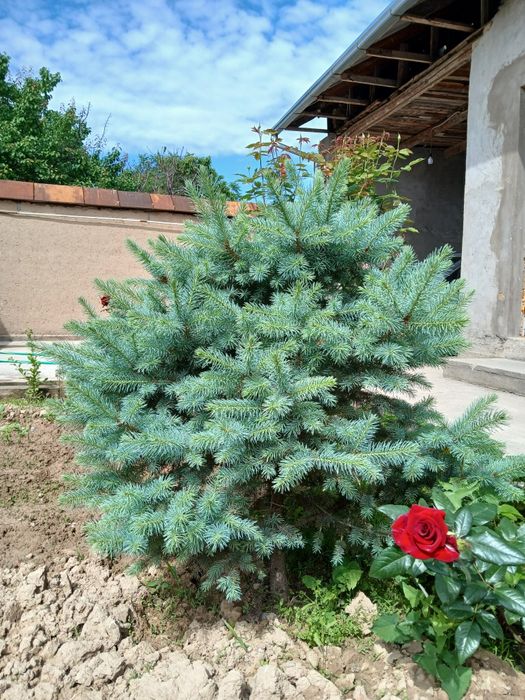 Серебристая ель.