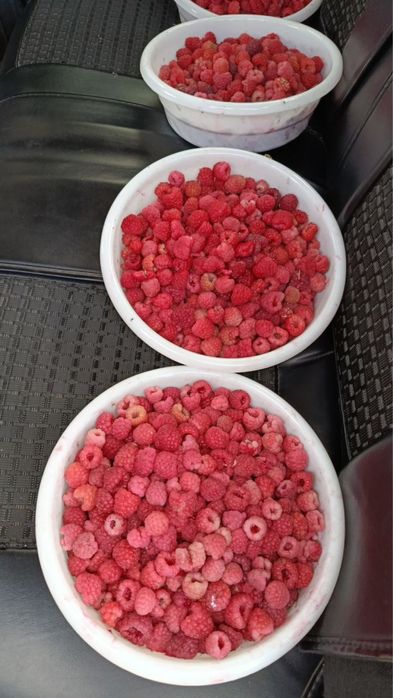 Muzlagan MALINA | Малина оптом