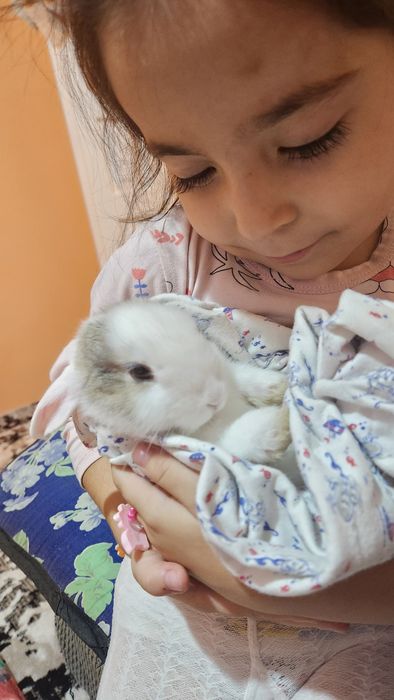 Quyonchalar.srochna sotiladi