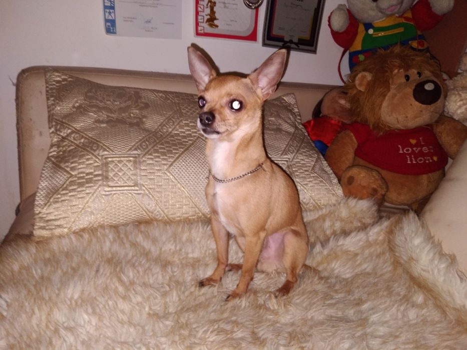 Вязка той терьера мальчика