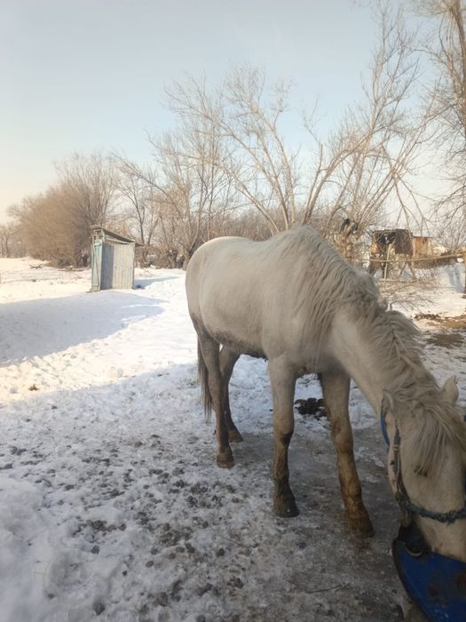 2 ай байланған семіз 5 жасар жылқы сатылады