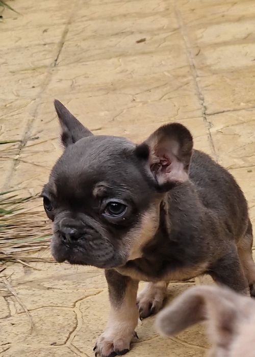 френско булдоче лилак тан