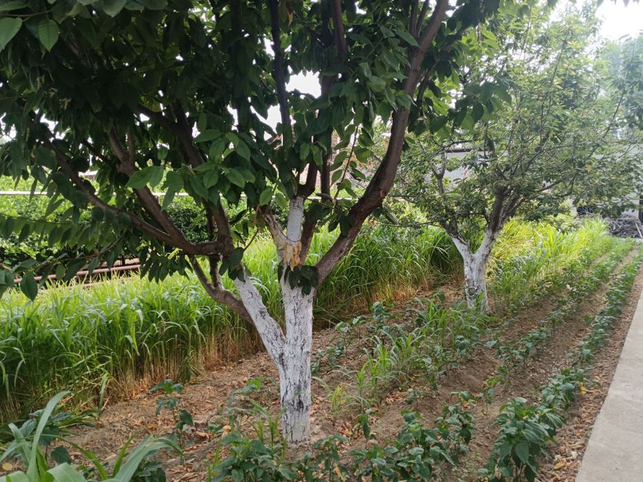 Uy sotiladi srochni qibrey tumanida ges qodiryada