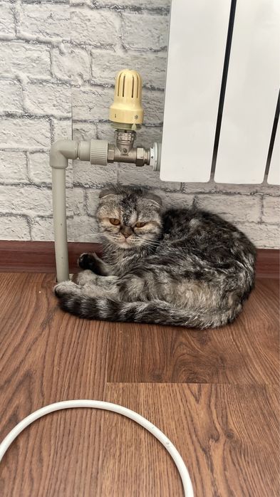 Кошка в добрые руки