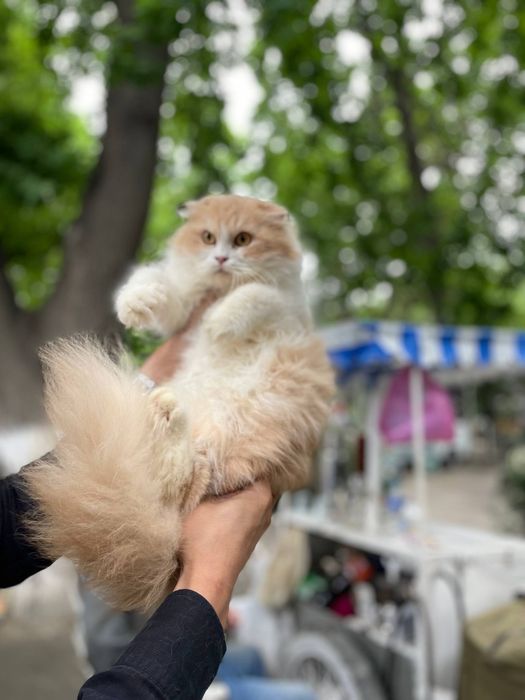 Scottish fold Bicolor Qiz