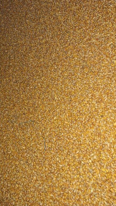 Porumb irigat 1,20lei/kg