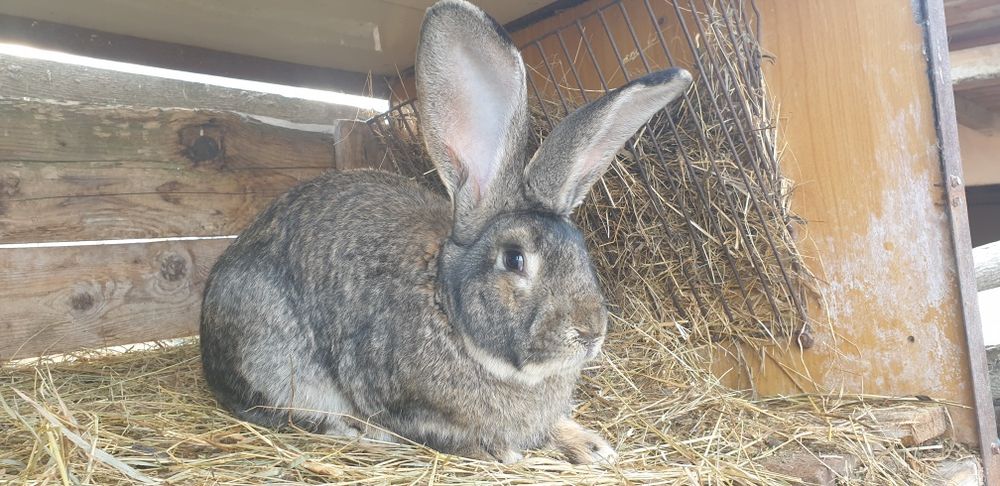 Iepuroi,iepuroaica,iepuri,Urias German,Rasă pura certificați cu tatuaj