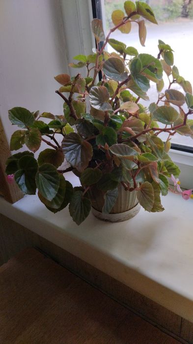 Продам комнатные цветы