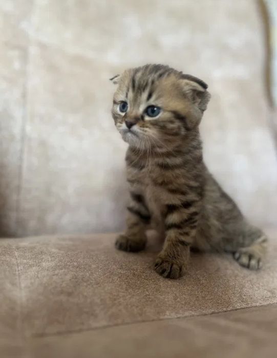 Бриатанские веслоухие девочки, 1.5 мес