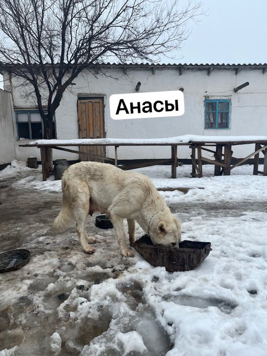 Күшік сатылады,  продается щенок