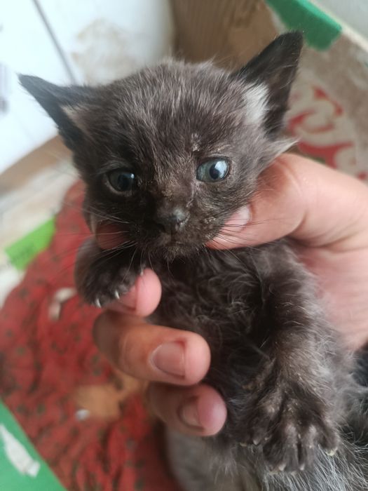 Mushuk toza Britaniya bolalari sotiladi oʻgʻil qiz 1 oyli boldi