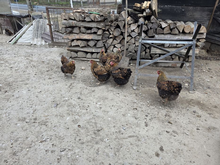 Ouă de incubat Wyandotte Gsg