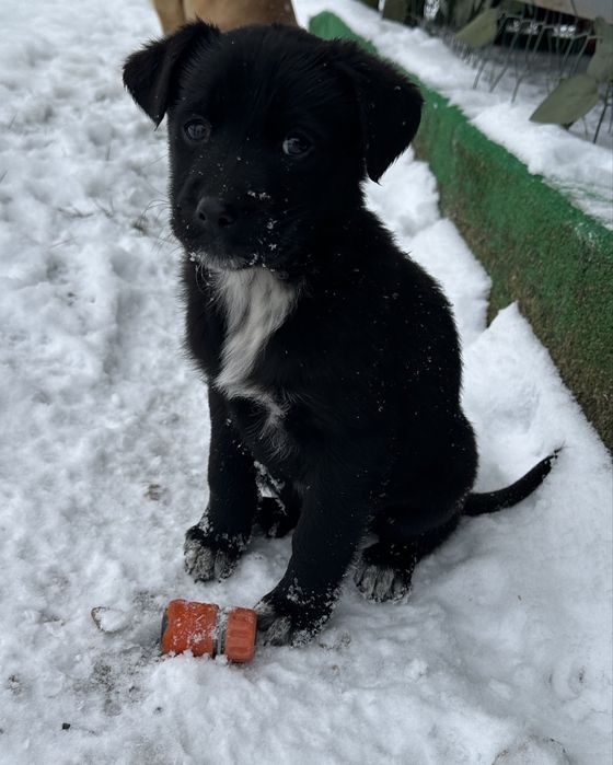 Catelusi in cautare de casă noua. Donam catelusa si catelus