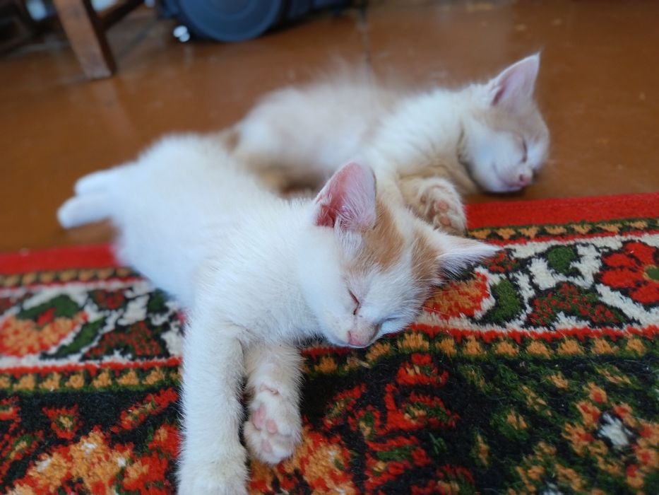 Длинношерстные котята