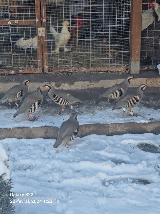 kaklik fazan yapon tovu sisarkalar tovuq horozlar