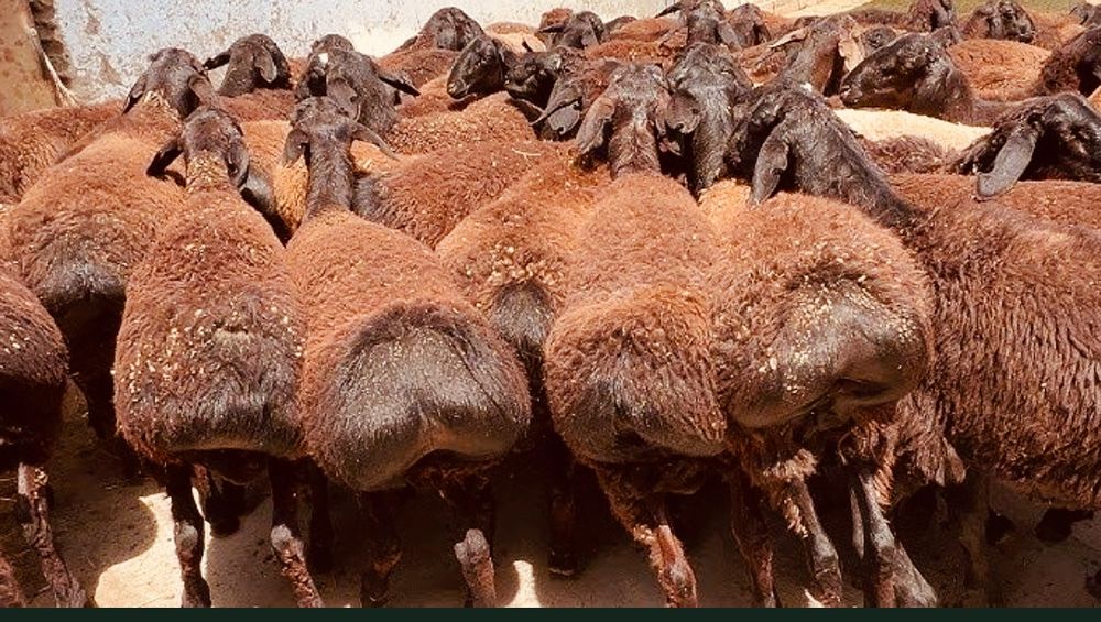 Qassob xizmati qo'chqorlar bor,Kafolat b.n,dastafka so'yib berilish