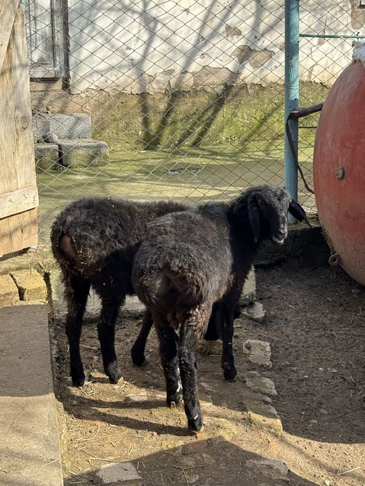 Токты Кошкар садылады