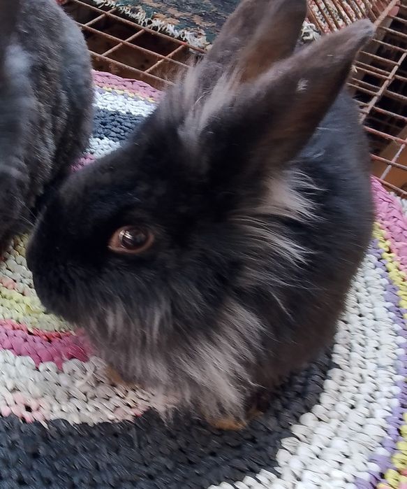 Quyon sotiladi zotli karlik