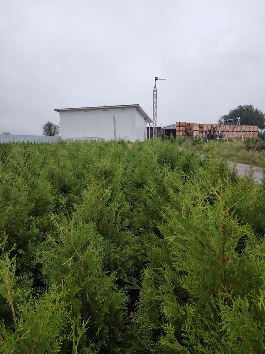 Туя Брабант Смаракт