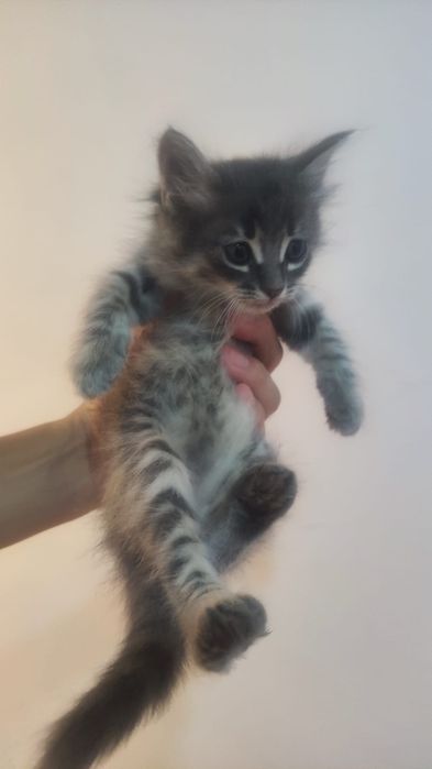 Отдам котенка бесплатно