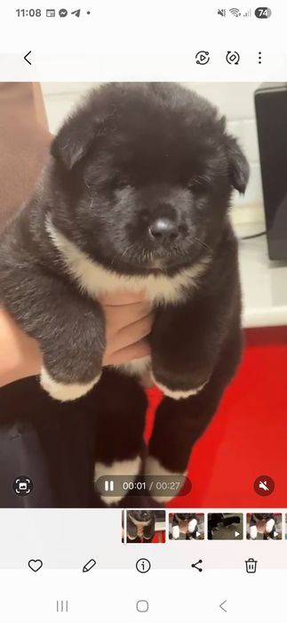 Шикарные  щенки с документами