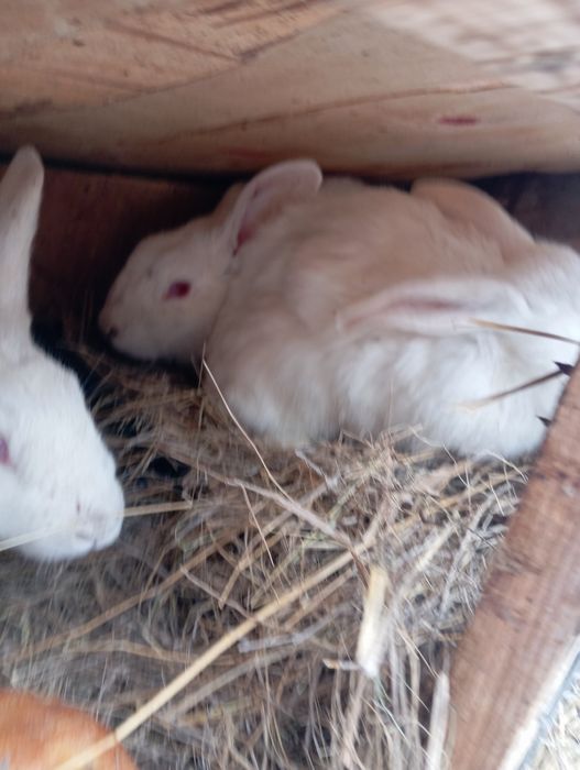 Продаю кроликов живьём и тушками .