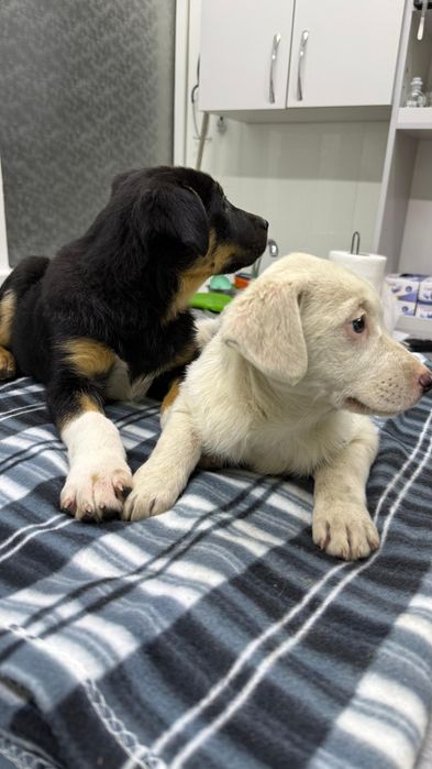 Щеночки девочки бесплатно