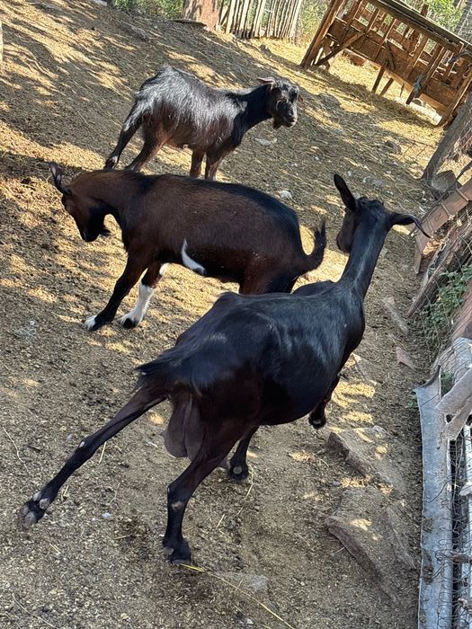 Capre cu lapte de vânzare