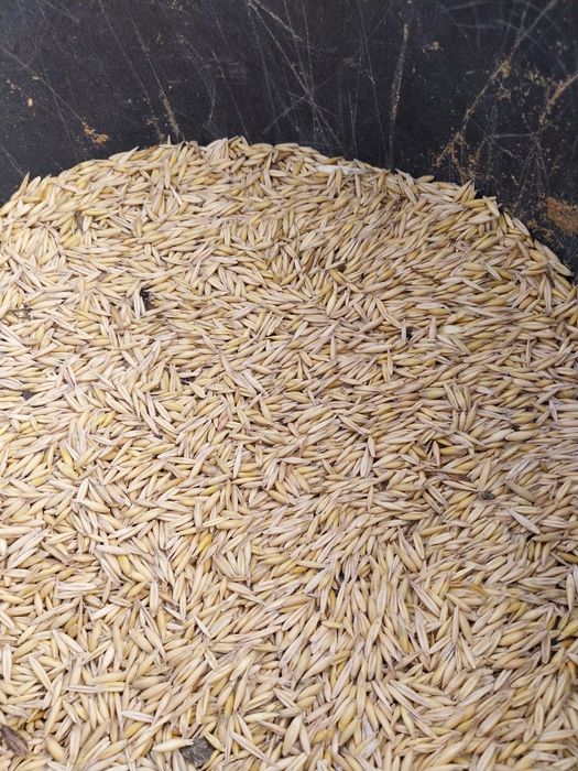 Vând ovăz bun de semănat sau de dat la animale