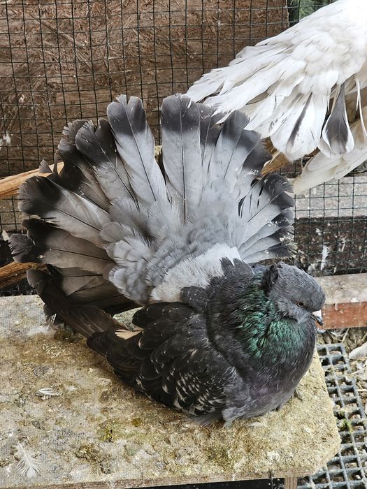 Porumbei voltat Indian