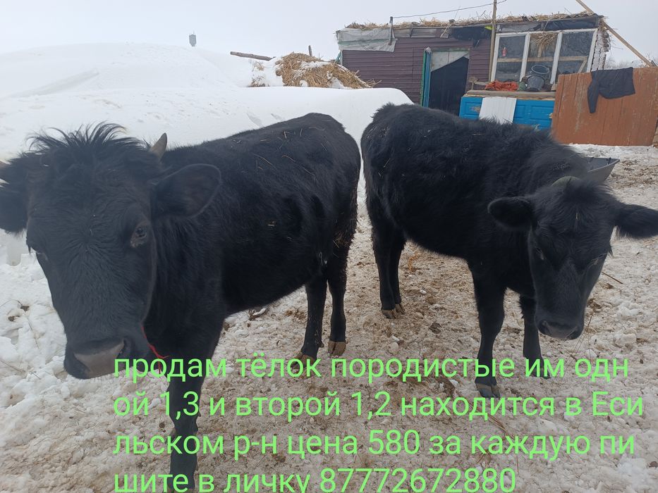 Продам 2 телки ангуст, 580 за одну
