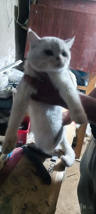 Mushuk para sotuladi