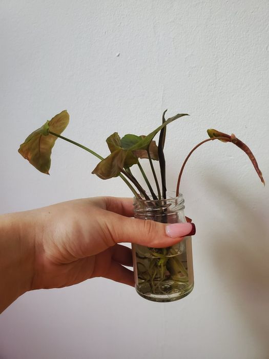 Сингогиум манго и шоколадка укорененые