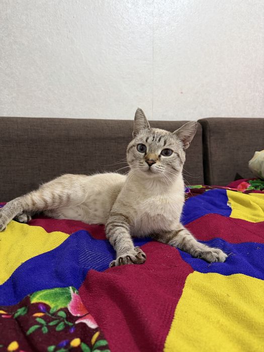 Отдам Кота в добые руки