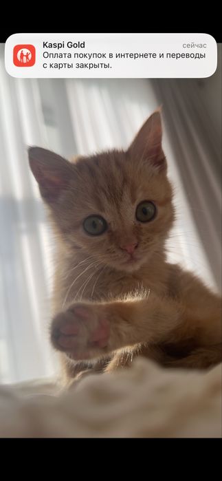 Котенок рыжая девочка