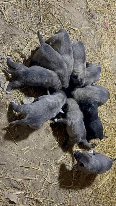 Кангал болалари сотилади ургочилари колган