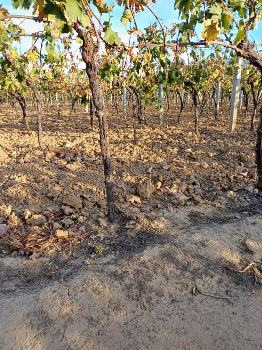 Продава се Земеделски имот в Петрич -  кв.м за 3498 €/дка - Снимка #8