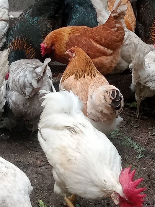 Инкубационное яйцо 180 тенге .